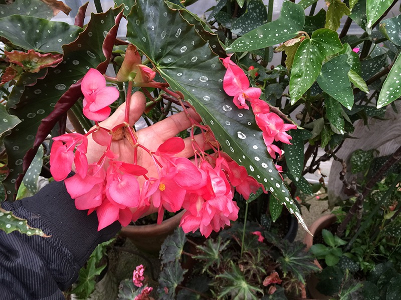 B. ‘Hokutoshichisei’